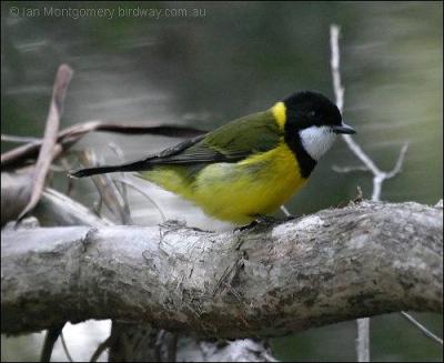 Australian Golden Whistler (Pachycephala pectoralis) by Ian