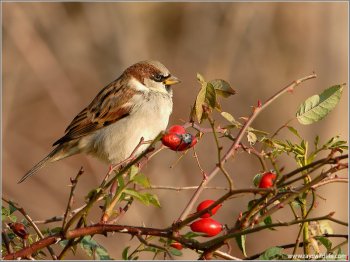 House Sparrow by Raymond Barlow