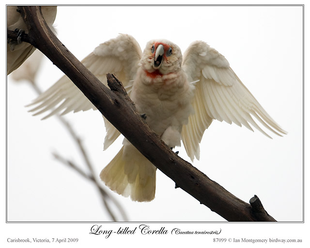 Long-billed Corella (Cacatua tenuirostris) by Ian