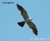 Mississippi Kite (Ictinia mississippiensis) by SSlayton