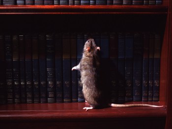 Rodent - Mouse © 2001 PhotoSpin