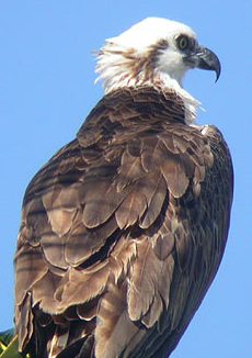 Western Osprey (Pandion haliaetus ridgwayi) ©Rutland Ospreys