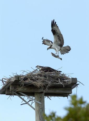 Osprey with Fish by Jim Fenton