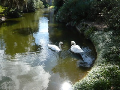 Swans at Bok Sanctuary