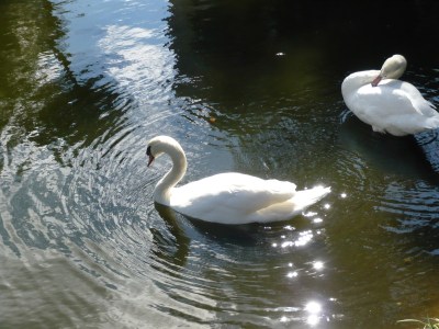 Swans at Bok Sanctuary by Dan