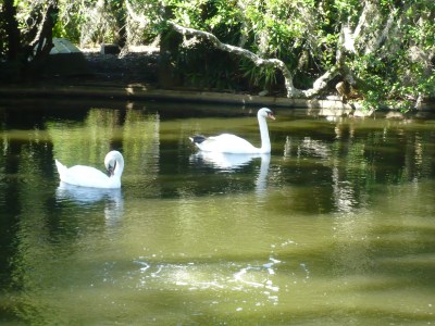 Swans at Bok