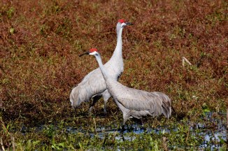 Pair of Sand Cranes by Mike Bader