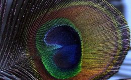Artistic Birds – Peafowls or&nbsp;Peacocks