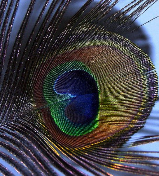 Peacock Feather