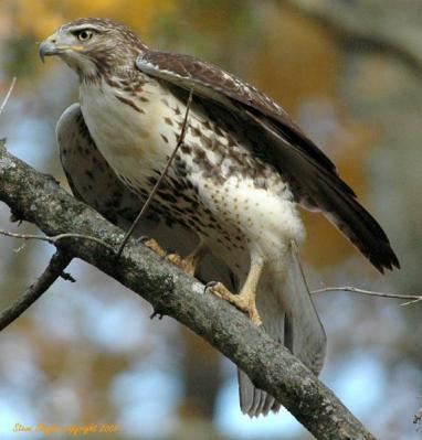 Red-tailed Hawk- Cochran Shoals Unit Chattahoochee River by SSlayton