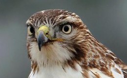 Peterson’s Field Guide Videos&nbsp;Updated