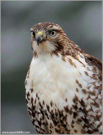 Red Sholdered Hawk by Ray