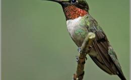 Birds of the Bible – Better Than The Birds&nbsp;III