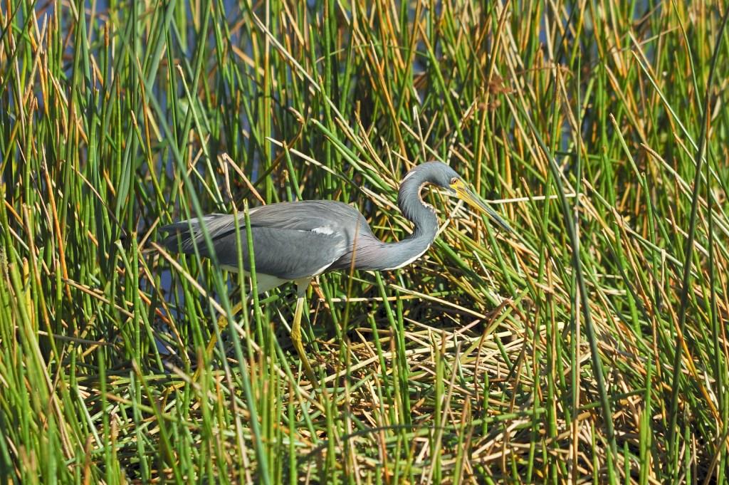 Tricolored Heron at Vierra Wetlands, Vierra, FL
