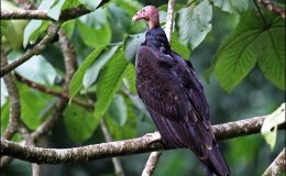 Vol 2 #2 – The Turkey&nbsp;Vulture