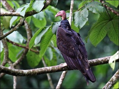 Turkey Vulture by Ian Montgomery