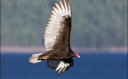 Scripture Alphabet of Animals: The&nbsp;Vulture