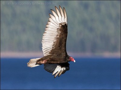 Turkey Vulture by Ian Montgomery