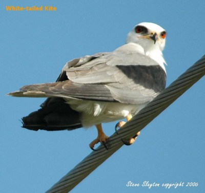 White-tailed Kite by SSlayton