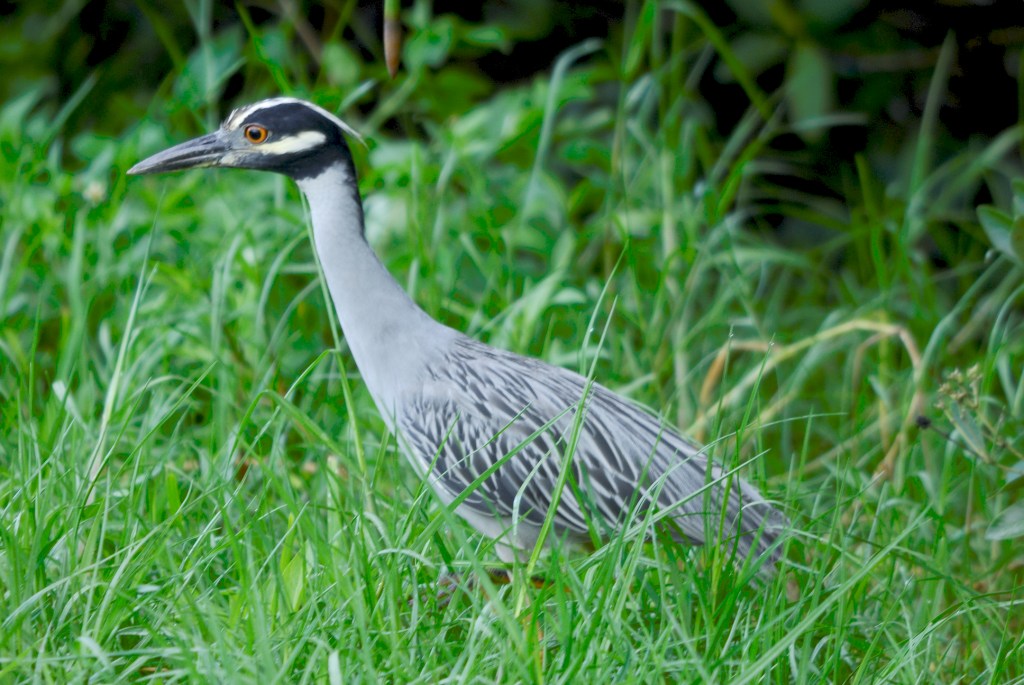 Yellow-crowned Night Heron (Nyctanassa violacea) by Dan