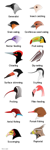 Bird Beaks from Wikipedia