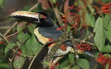 Collared Aracari