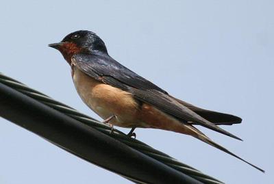 Barn Swallow (same)