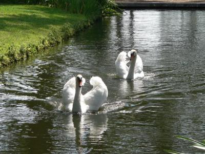Swans at BokTower