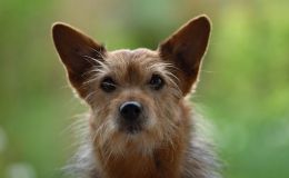 Scripture Alphabet of Animals: The&nbsp;Dog