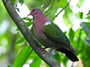 Emerald Dove by Birdway