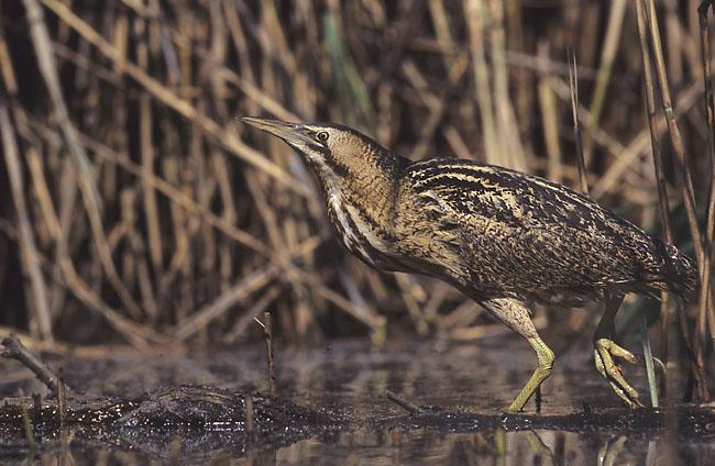 Eurasian Bittern (Botaurus stellaris) ©WikiC