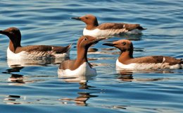 When I Consider –&nbsp;Guillemot