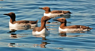 Guillemot - Wikipedia Guillemot - Wikipedia