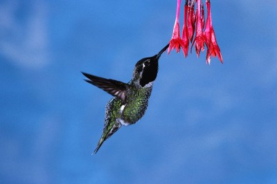 Hummingbird with beak in flower