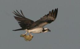 An Amazing Osprey Out&nbsp;Fishing!