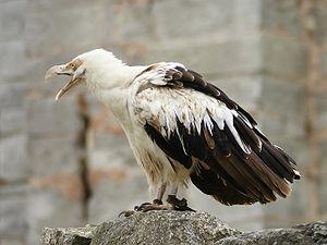 Palm-nut Vulture (Gypohierax angolensis) ©WikiC