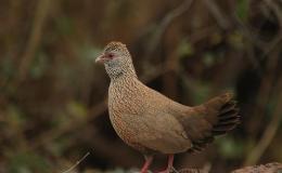 Avian and Attributes –&nbsp;Stone