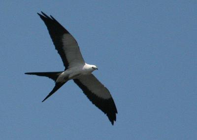Swallow-tailed Kite (same)