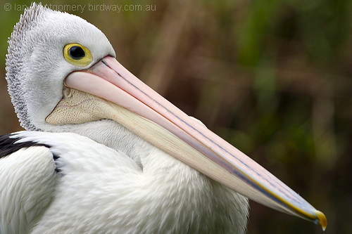 Australian Pelican (Pelecanus conspicillatus) by Ian at Birdway