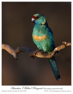 australian_ringneck_88735