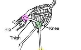 Birdwatching Tips – ID Body&nbsp;Parts