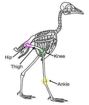 Bird Skeleton