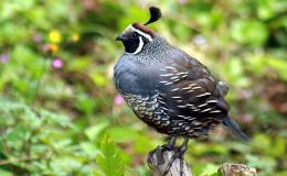 Scripture Alphabet of Animals: The&nbsp;Quail
