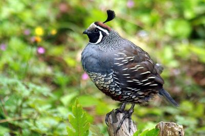 California Quail sometimes called California Partridge