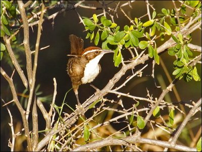 Chestnut-crowned Babbler by Birdway