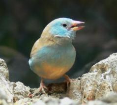 Finch at Creation Museum (through glass)