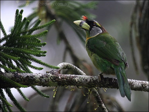 Fire-tufted Barbet by Ian