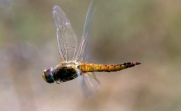 Interesting Things – Dragonflies&nbsp;II