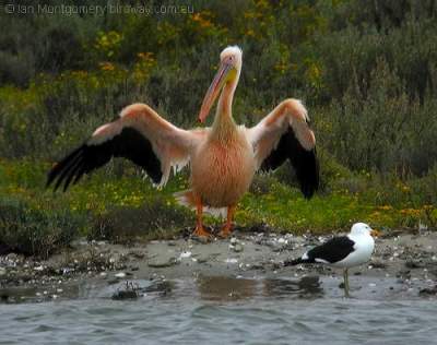 Great White Pelican by Birdway