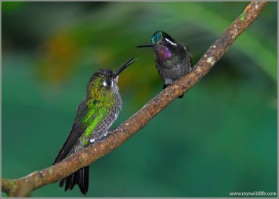 Green-crowned Brilliant and Purple-throated Mountain-Gem Green-crowned Brilliant and Purple-throated Mountain-Gem by Ray